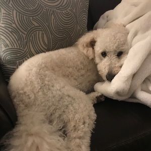 Meet your Posher, Amy